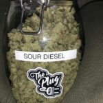 sour diesel strain