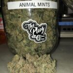 Animal Mints Strain