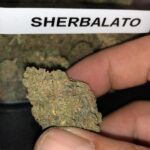 Sherblato Strain