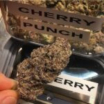 Cherry Punch Strain